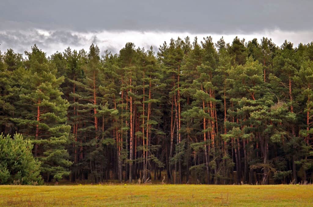 Types of Pine Trees