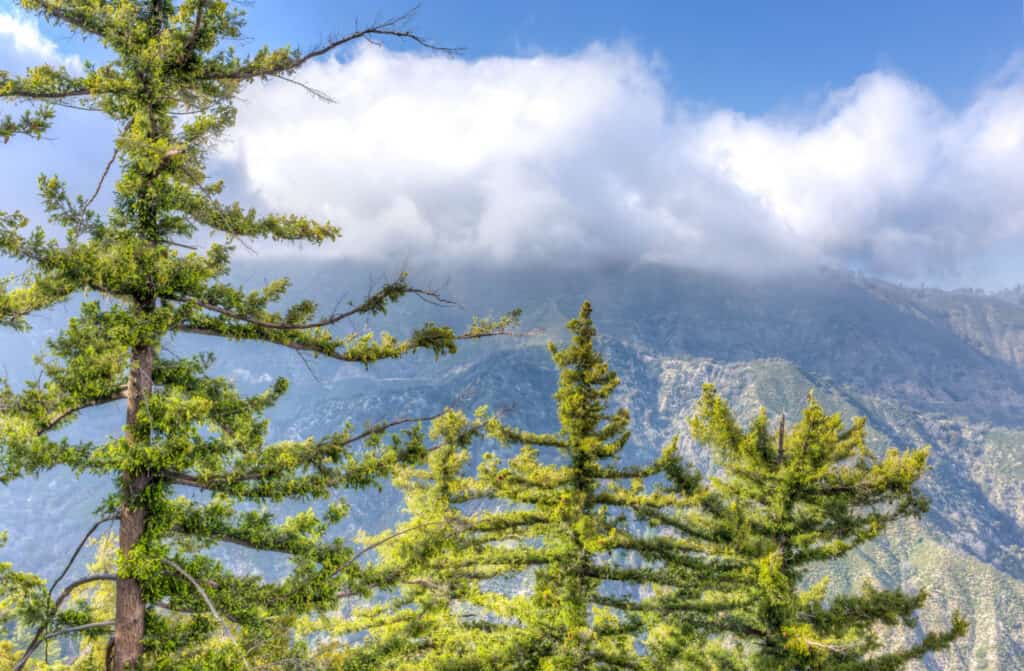 sugar pine with mountains