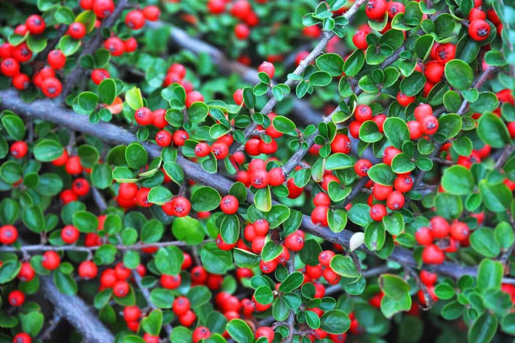 group of cotoneaster berries