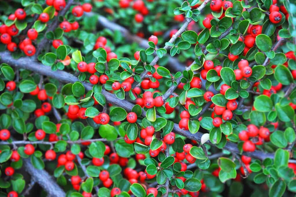 Poisonous Berries