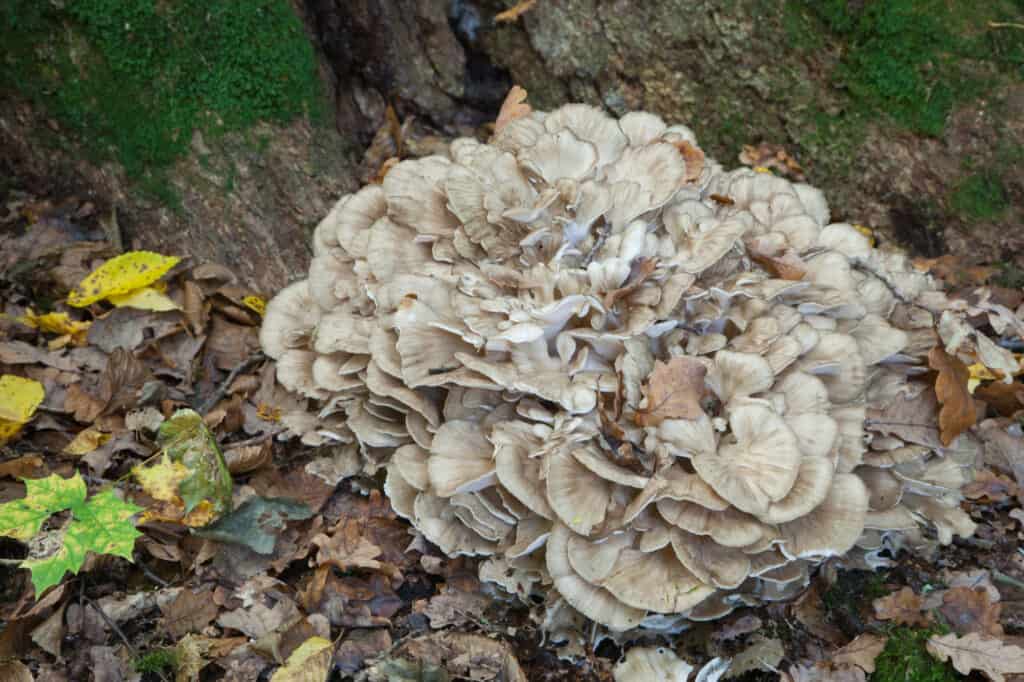 types of edible mushrooms