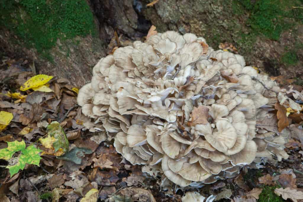 hen of the woods mushroom large