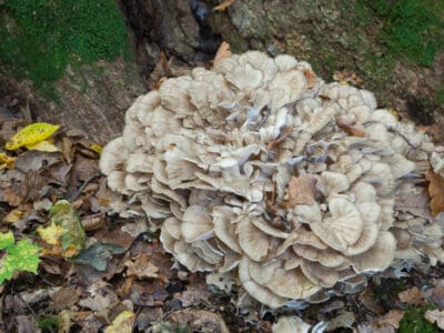 A Hen of the Woods Mushrooms: A Complete Guide