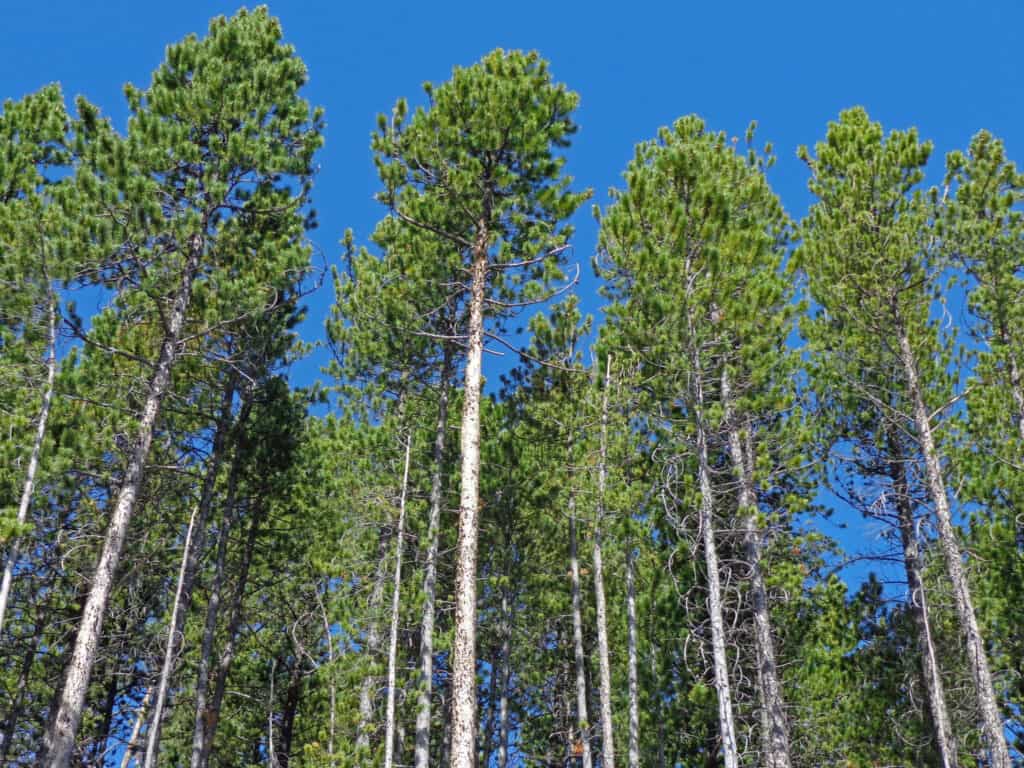 grove of lodgepole pines