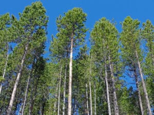 Lodgepole Pine vs. Ponderosa Pine: What Are the Differences? Picture