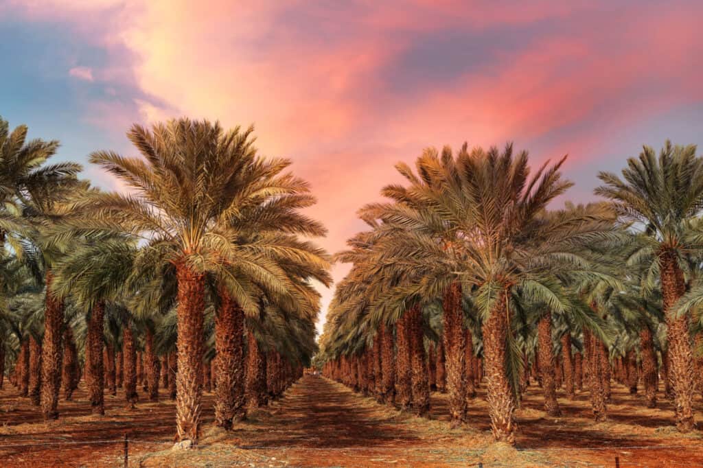 date palm