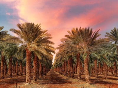 A Discover 15+ Different Types of Palm Trees