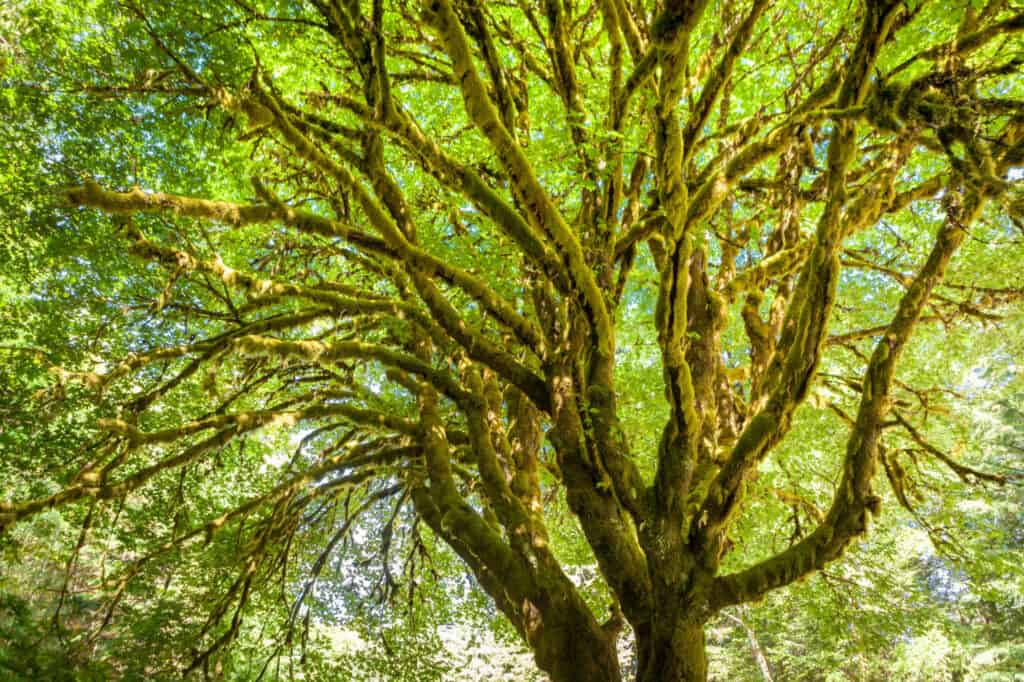 bigleaf maple canopy