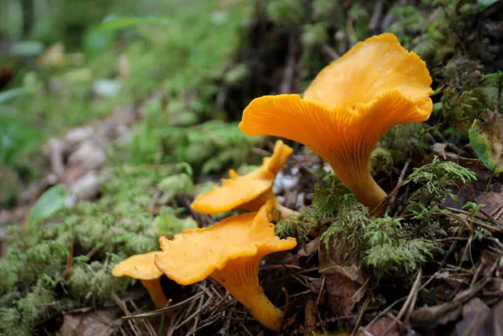 Chanterelle mushrooms are sweet. fruity, and nutty in flavor