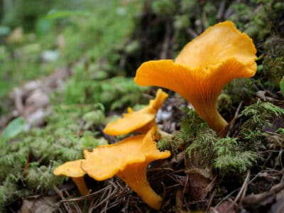 A Mushroom Hunting in California: A Complete Guide