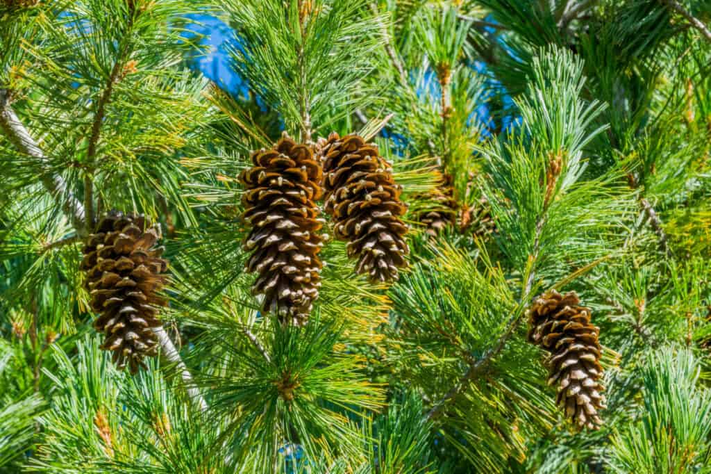 closeup western white pinecones