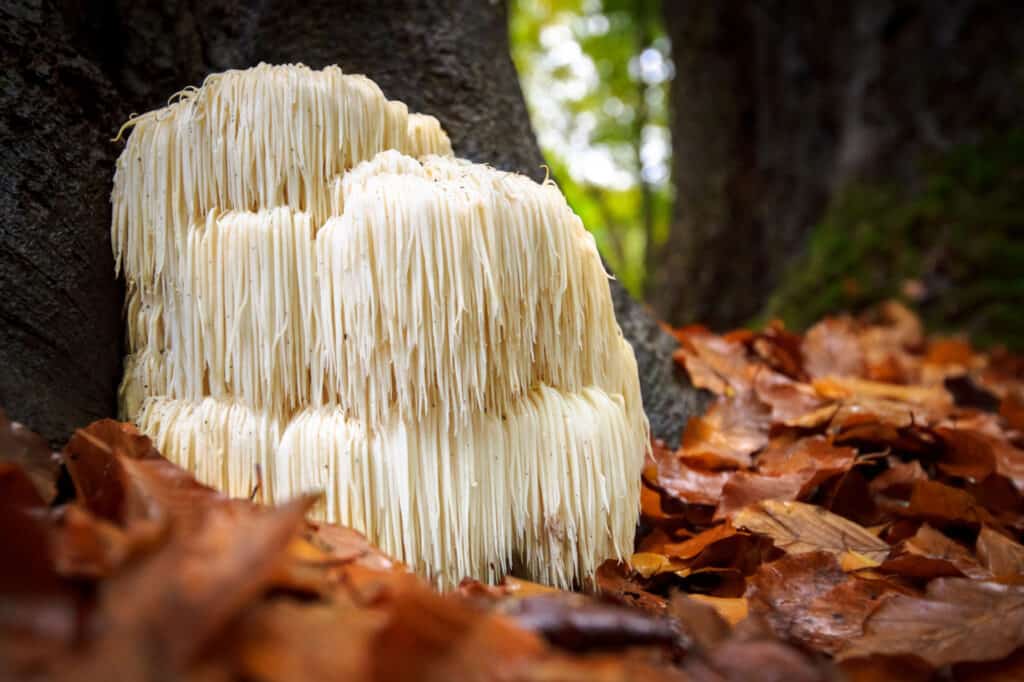 huge lion's mane mushroom in forest