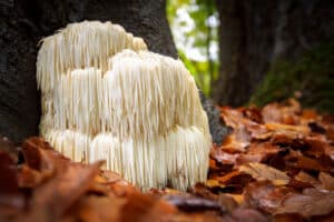 How to Grow Lion’s Mane Mushrooms Picture
