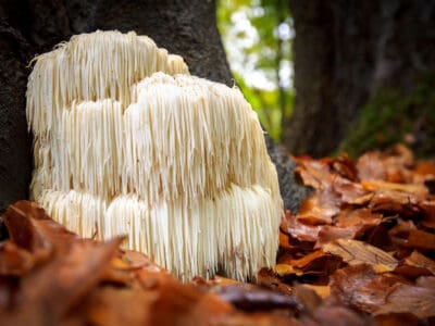 A Lion’s Mane Mushrooms: A Complete Guide