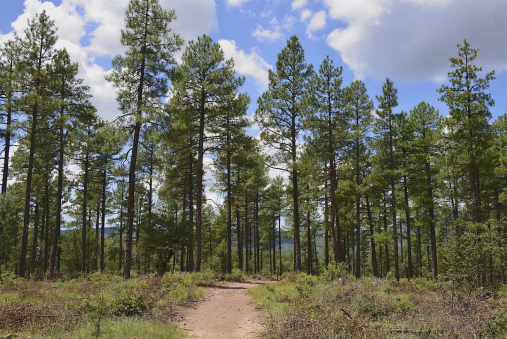 ponderosa pine forest