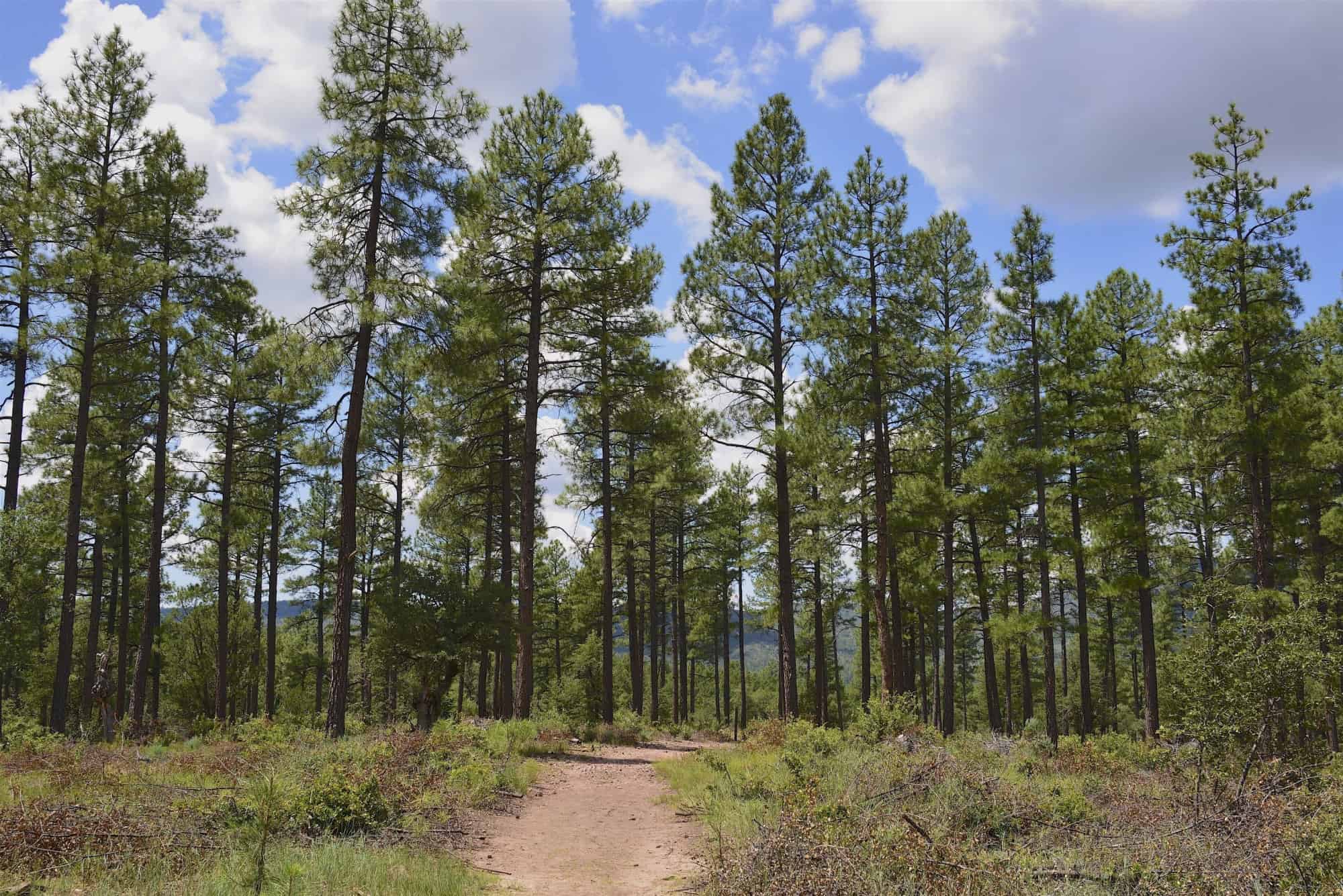 lodgepole-pine-vs-ponderosa-pine-what-are-the-differences