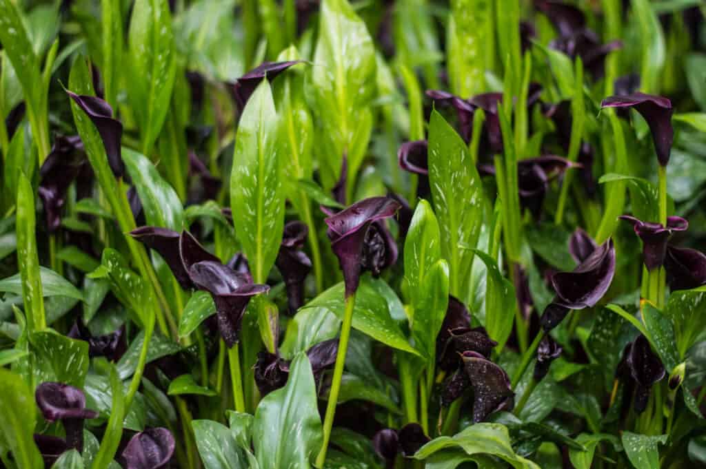 Black Flowers and Plants