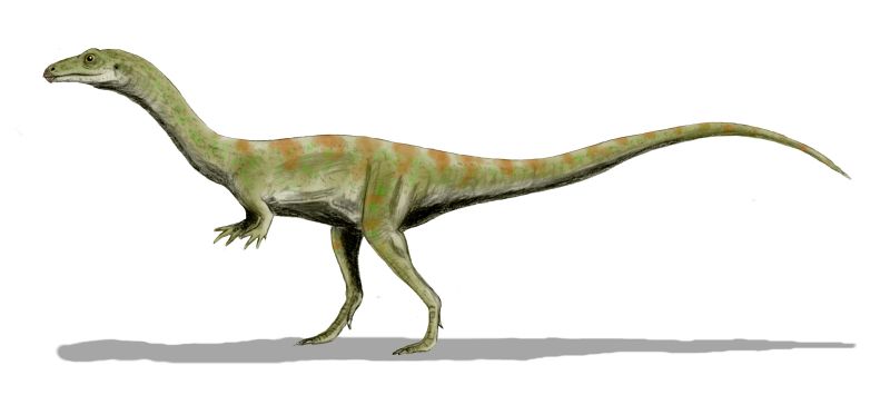 Shuvosaurus