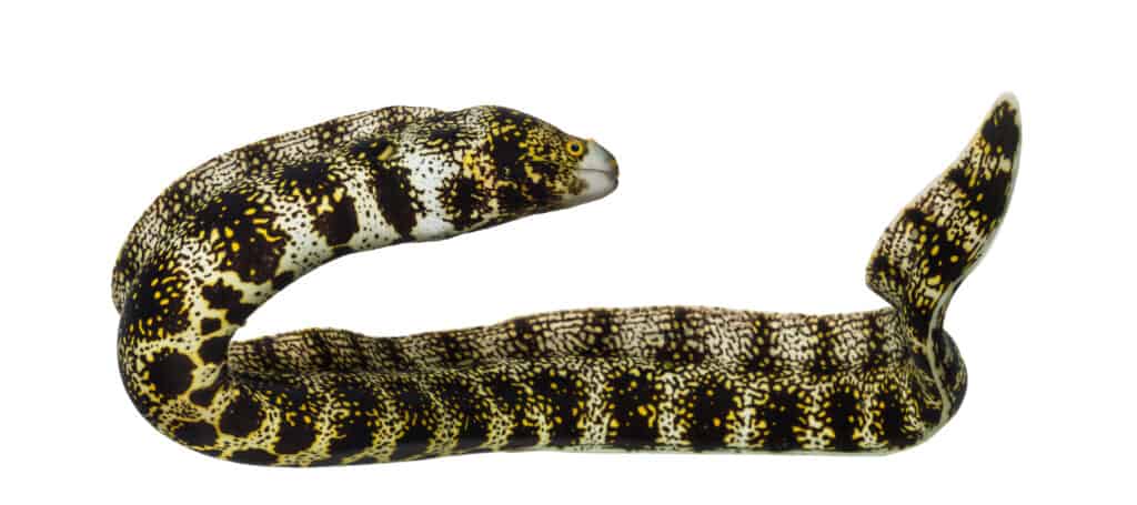 Snowflake Eel