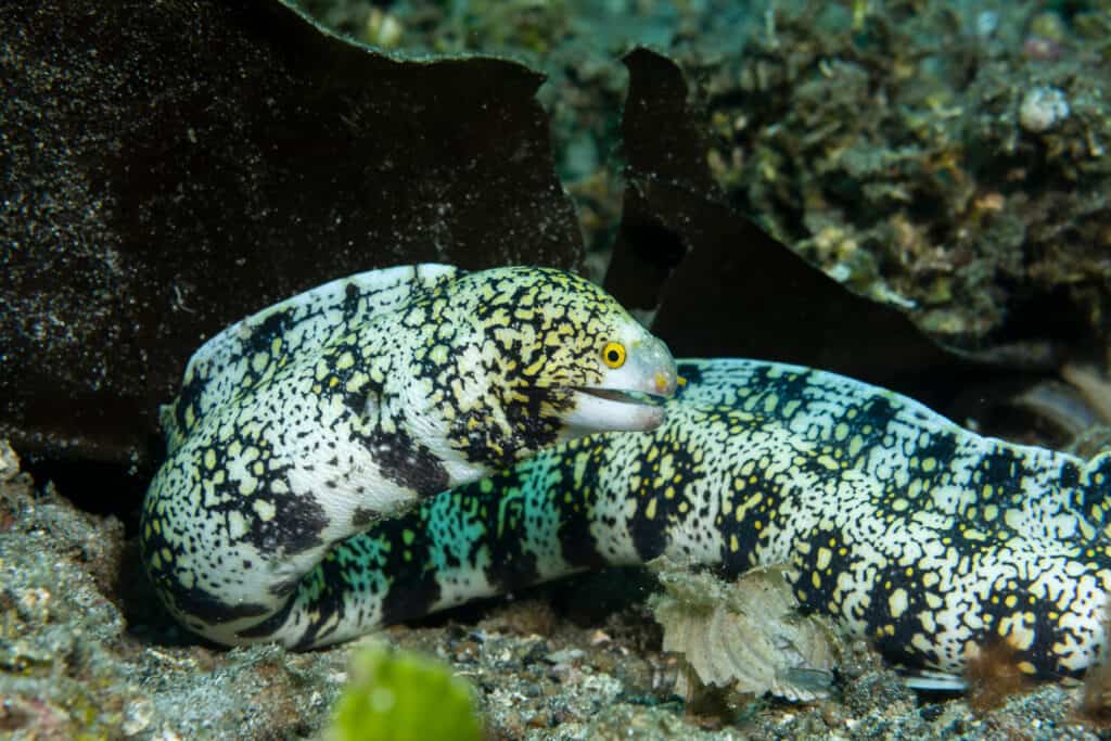 Snowflake Eel