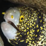 Snowflake moray