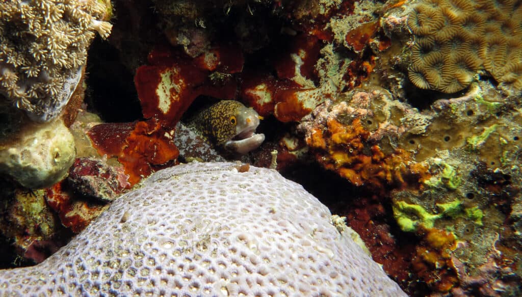 Snowflake eel in coral