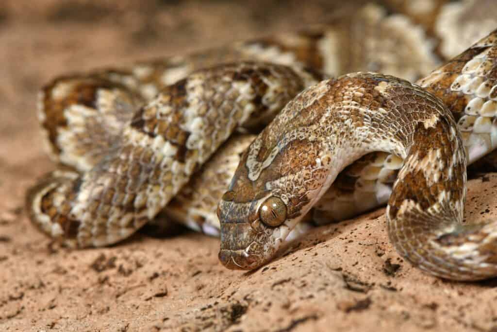 Một con rắn Sonoran Lyre