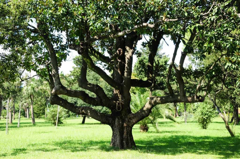 Magnolia grandiflora (Southern magnolia)