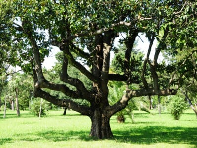 A Discover the 5 Fastest-Growing Trees in Texas
