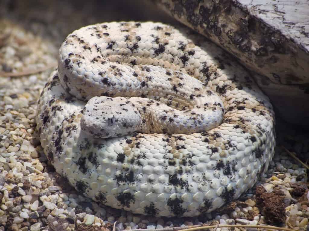 A Speckled Rattlesnake
