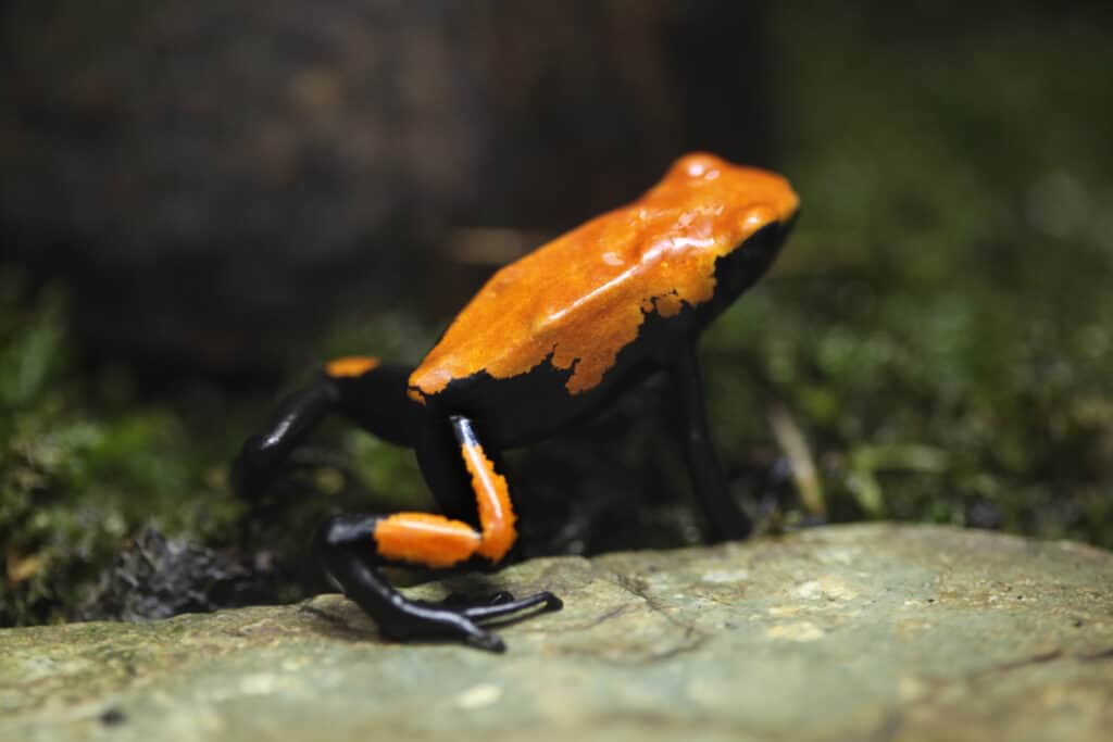 Orange Splash-Backed Frog