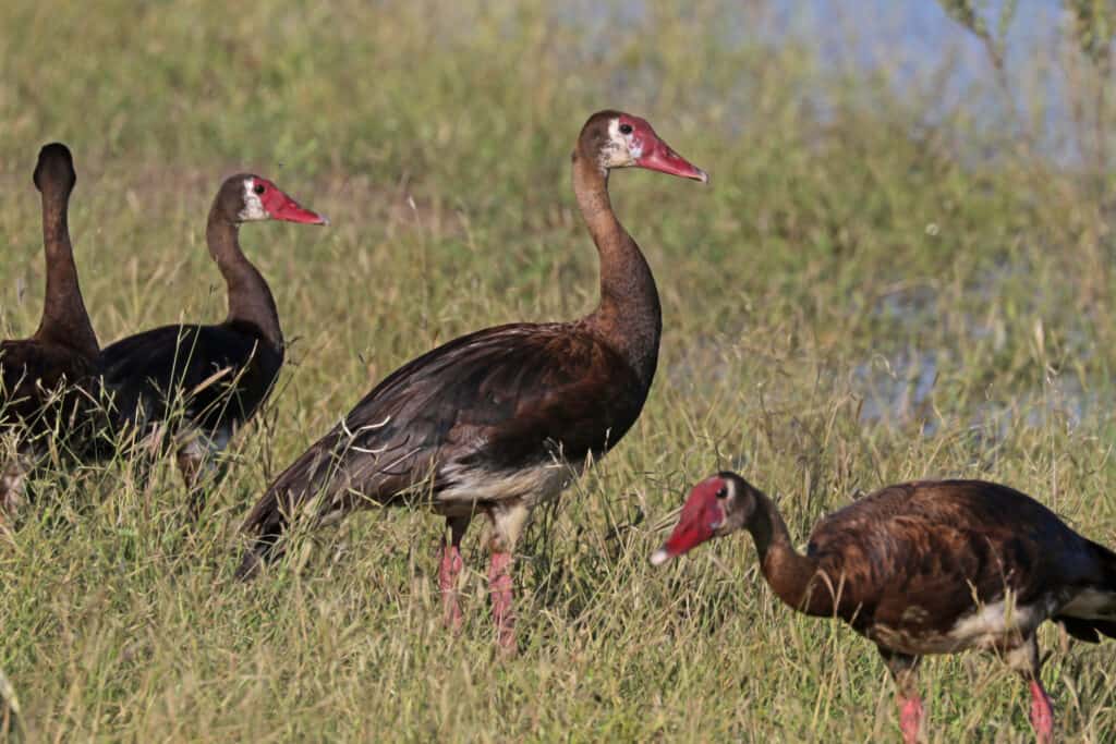 Fastest birds that Start with S: Spur-winged Goose