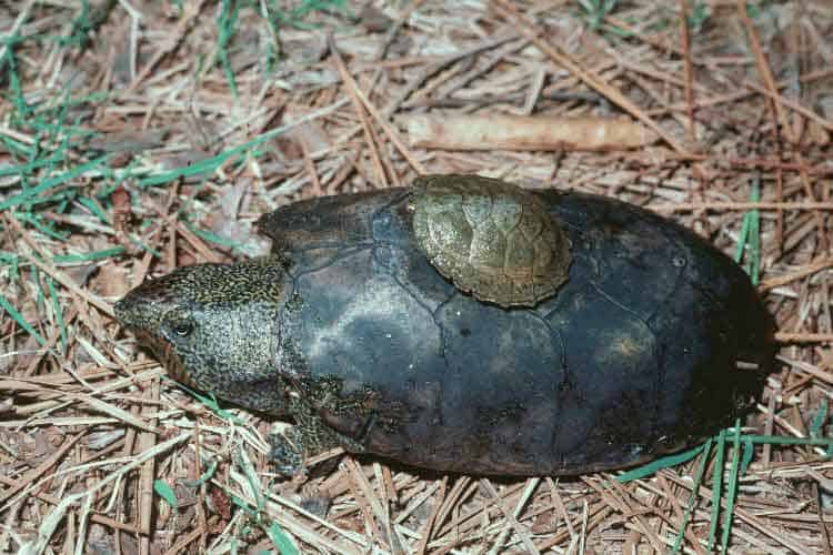 Flattened Musk Turtle (Sternotherus depressus)