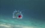 Immortal jellyfish