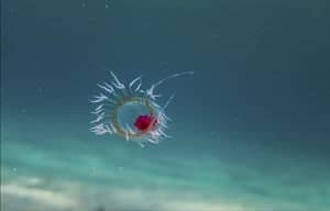 Immortal Jellyfish Turritopsis dohrnii medusa