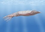 Giant squid