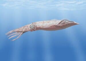 Tusoteuthis
