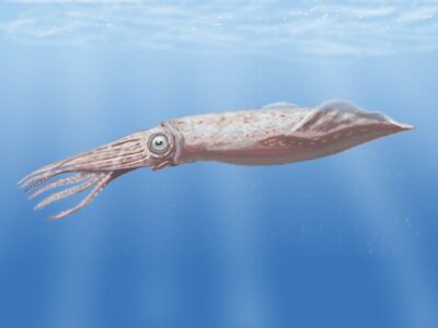 A Tusoteuthis