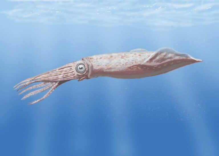 Tusoteuthis