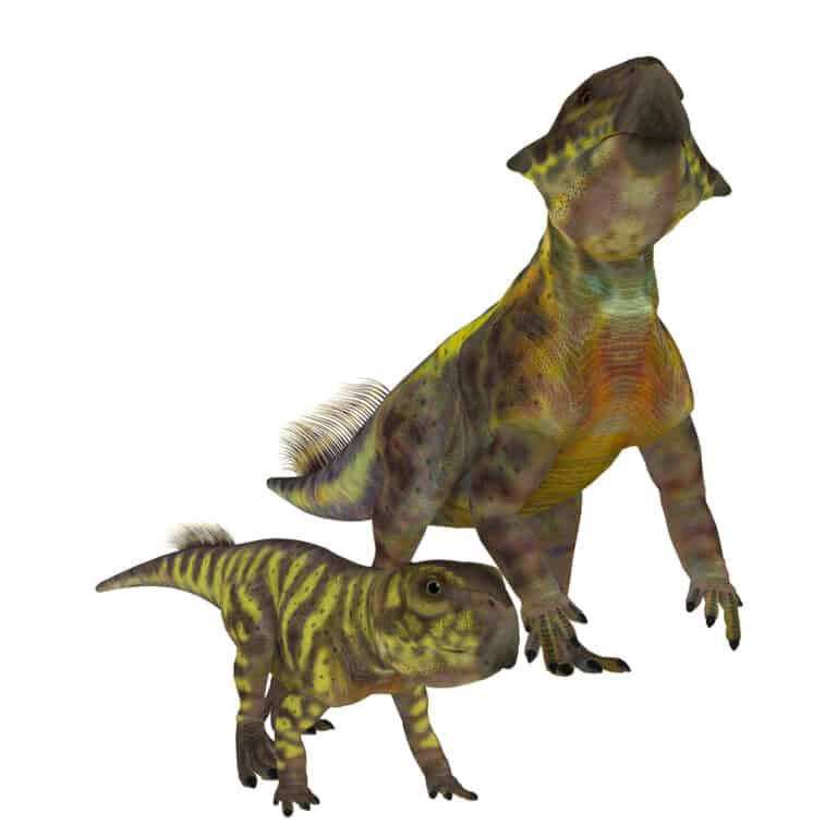 Two Psittacosaurus dinosaurs