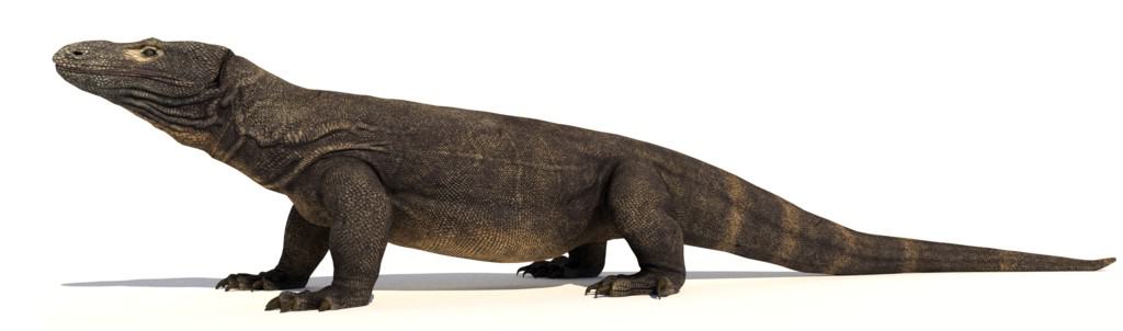 Megalania Prisca