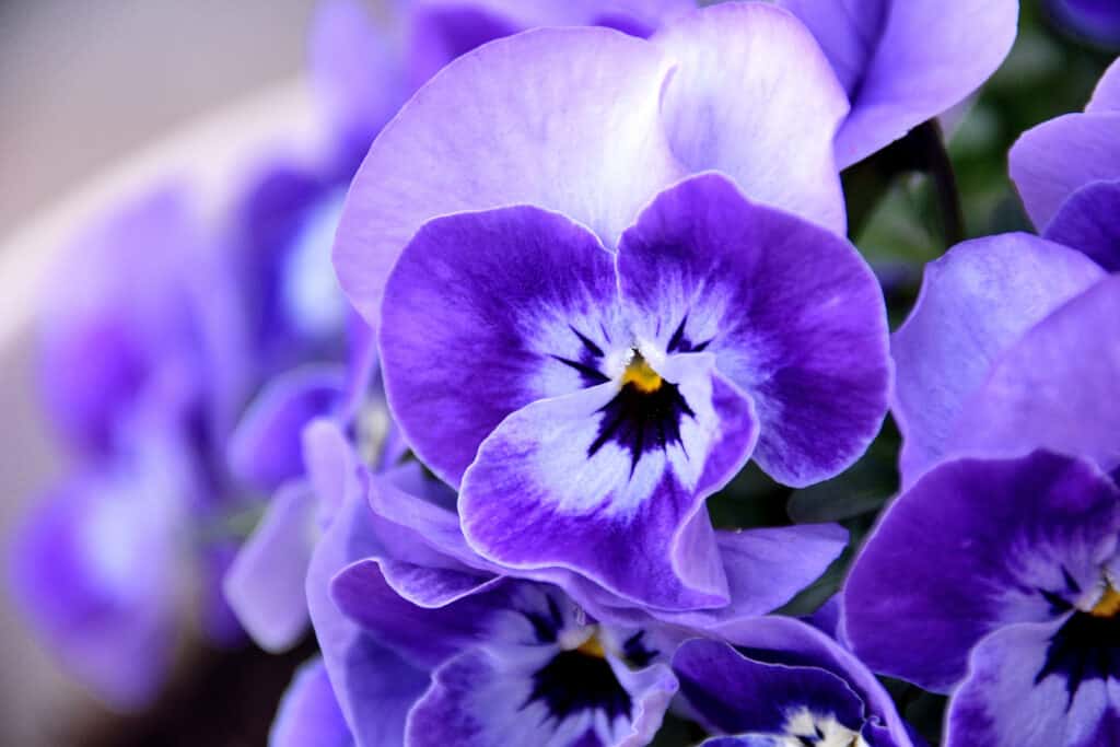 blue spring flowers