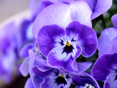 A Violet Flowers: Meaning, Symbolism, and Proper Occasions