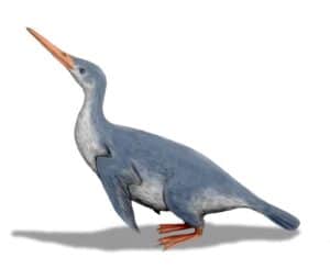 Discover The Gigantic New Zealand ‘Waterbird’ From 60 Million Years Ago Picture