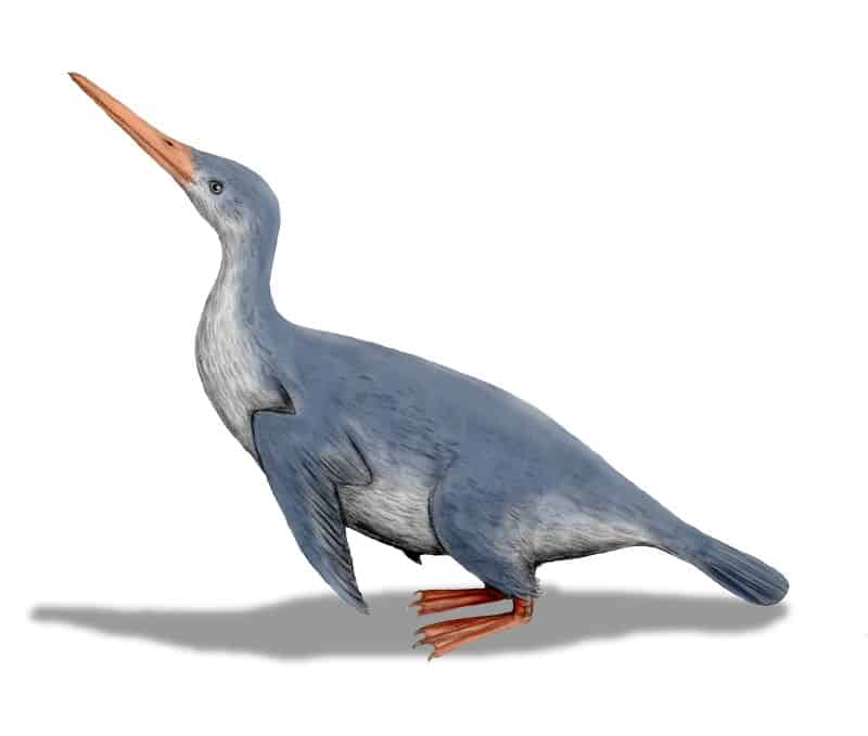 Extinct water bird, Waimanu
