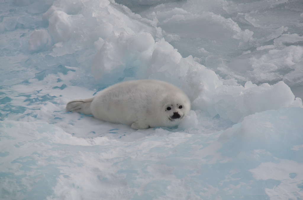 Harp Seal pup