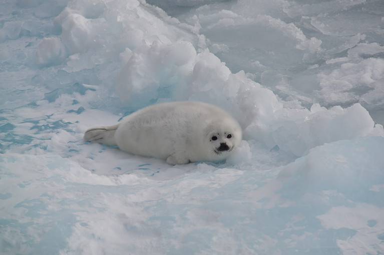 10 Incredible Harp Seal Facts - A-Z Animals