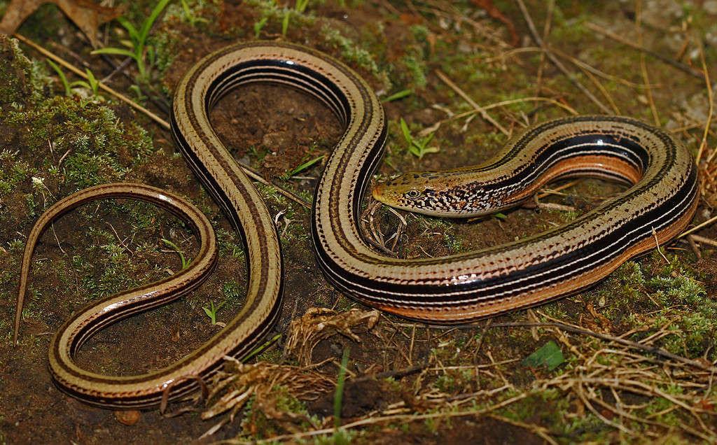 Western Slender Glass Lizard