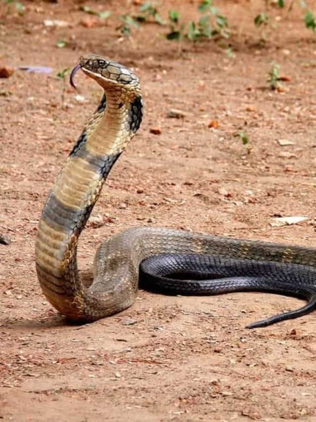 King Cobra Photos, Images and Pictures