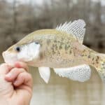 White crappie